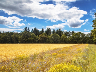 BASF commits to targets for boosting sustainable agriculture