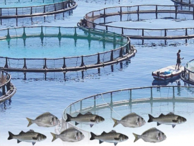 Hướng dẫn thủ tục và phương pháp thực hành dành cho nghiên cứu nuôi trồng thủy sản - Phần 1