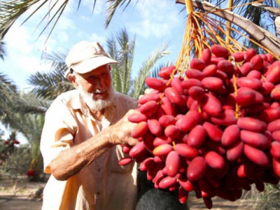 Kỹ thuật ghép cây gần như không thể có thể cách mạng hóa nông nghiệp