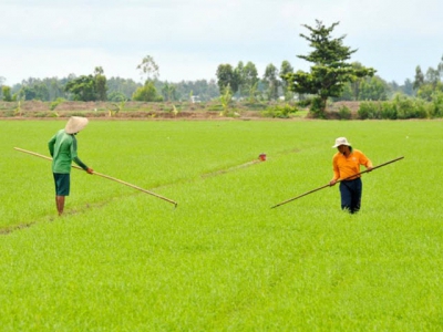 Mekong Delta farmers get higher profits when applying SRP standards