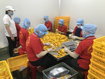 Restoring fruit sector-key task of the Mekong Delta