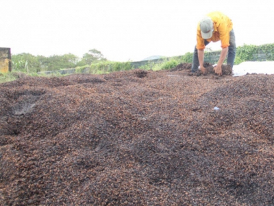 Circular economy from coffee shells