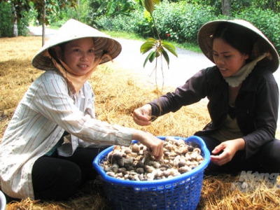 Nghề trồng nấm rơm ngày càng thịnh