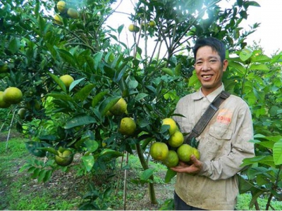 Connecting consumption for Hung Yens OCOP and citrus products