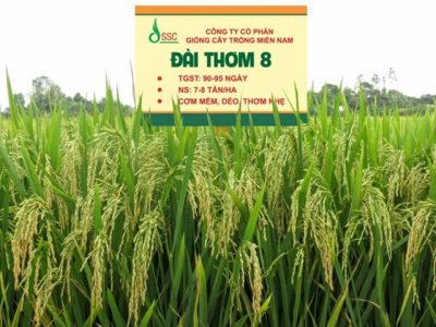 Đài Thơm 8 - Thích nghi với biến đổi khí hậu trên dải đất miền Trung