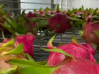 Great opportunity to promote dragon fruit exports to Japan