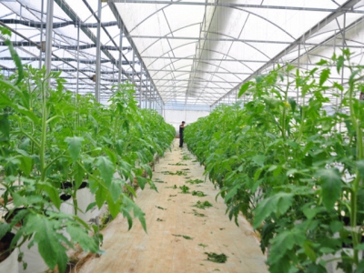 Vegetable, flower growers excited back to their fields in Lam Dong