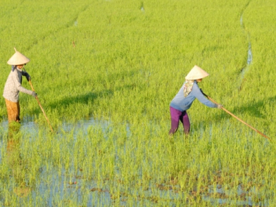 A proper way of fertilizing and a reduction of fertilizers will still ensure the rice yield