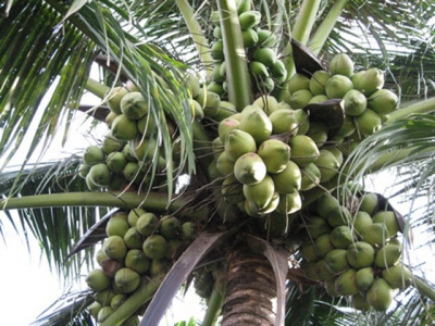 Phân bón cho cây dừa
