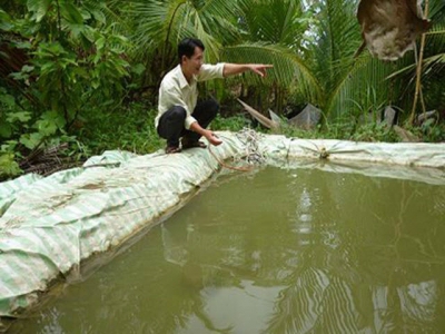 Kỹ thuật ương tôm càng xanh từ tôm post lên tôm giống trong bể lót bạt