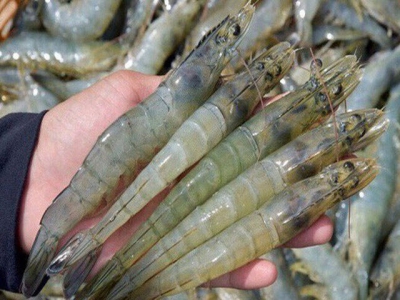 Vietnams shrimp imports into the US increase sharply