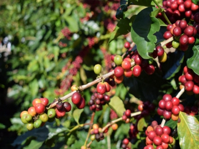 Vietnamese coffee exported the most to Germany