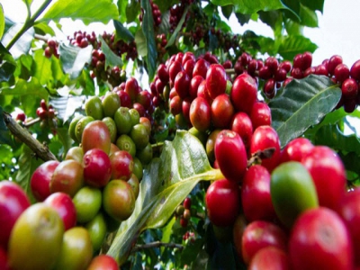 Coffee export price reaches highest level in nearly 4 years