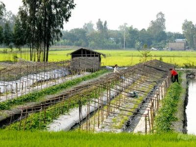 Change crop plants to improve land-use efficiency