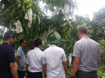 Develop mango trade in Mekong Delta urban areas