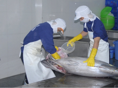 Binh Dinh tuna fish unable to go deep into the Japanese market