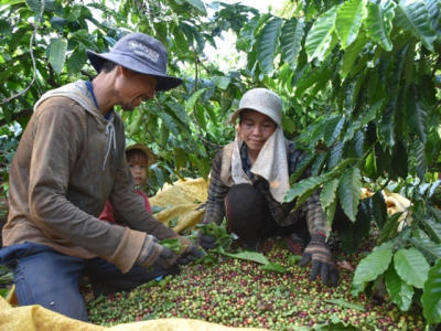 Khai thác chuỗi giá trị sản xuất cà phê bền vững nhờ Dự án VnSat