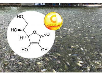 Vai trò và cách sử dụng Vitamin C trong nuôi trồng thủy sản