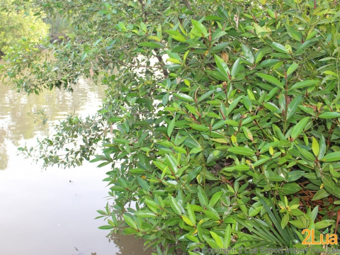 Vietnam's mangroves trees