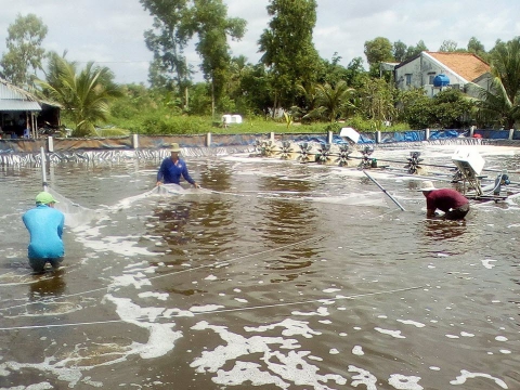 Nuôi tôm và bệnh thường gặp