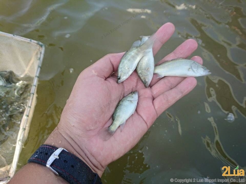 Cá chẽm (Seabass)