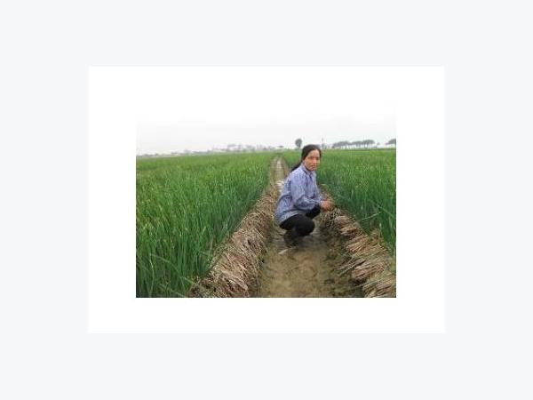 Mô hình và kỹ thuật trồng hành tăm trên lưới cho năng suất cao   Nuoitrong123