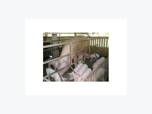 Bệnh Viêm Khớp Ở Lợn Do Streptococcus Suis