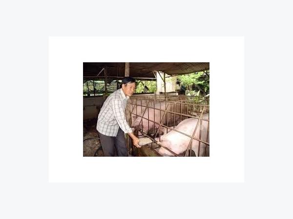 Phòng, Chống Bệnh Tai Xanh