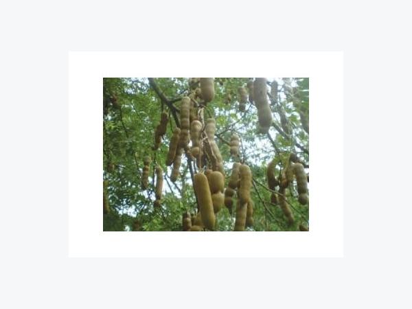 Trồng Me Ngọt Cho Thu Nhập Cao