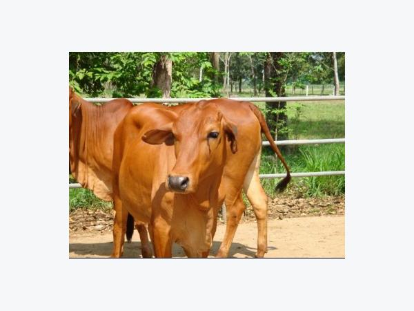 cách cho bò máu lên giống