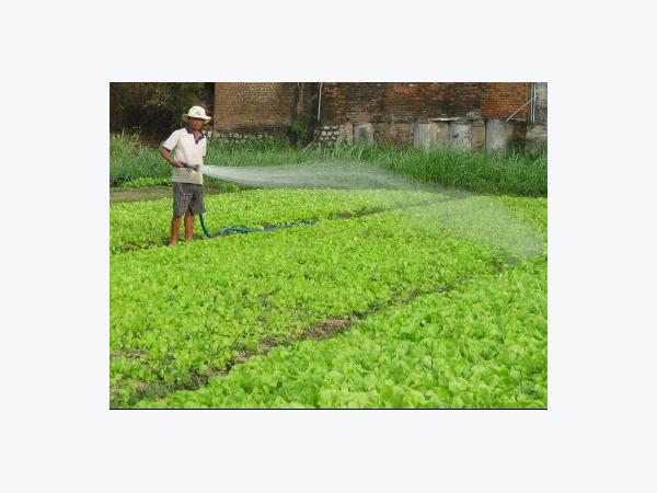 Nông dân hối hả vào vụ rau tết