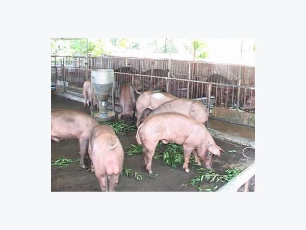 Giảm mùi hôi ở thịt lợn đực có trọng lượng nhẹ và sạch