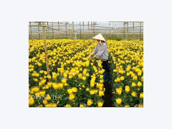 Làng hoa thứ 4 được công nhân làng nghề truyền thống ở Đà Lạt