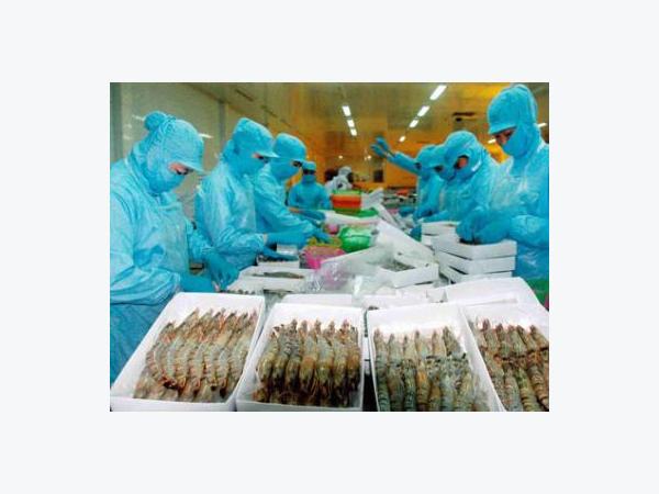 Chứng minh khả năng để dỡ lệnh cấm của Australia về tôm nguyên liệu