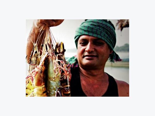 Nuôi tôm khỏe ở Bangladesh