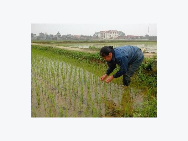Vụ lúa đông xuân 2016 - 2017 ở miền Bắc: Một số vấn đề cần lưu ý
