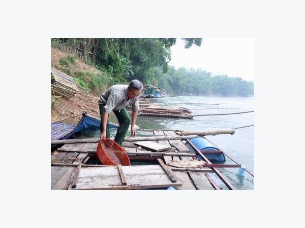 Yên Nguyên phát triển nghề nuôi cá lồng đặc sản