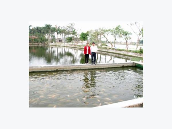 Nuôi cá theo mô hình mới ở Hòa Phong