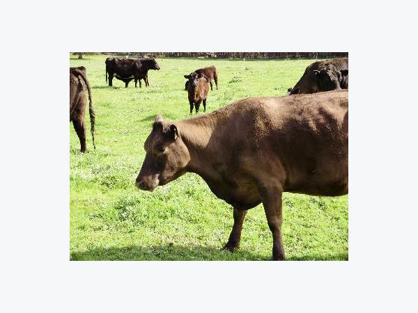 how to treat grass tetany in cows