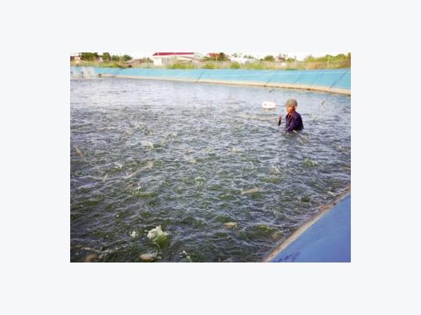 Thắng lớn nhờ nuôi tôm công nghệ cao