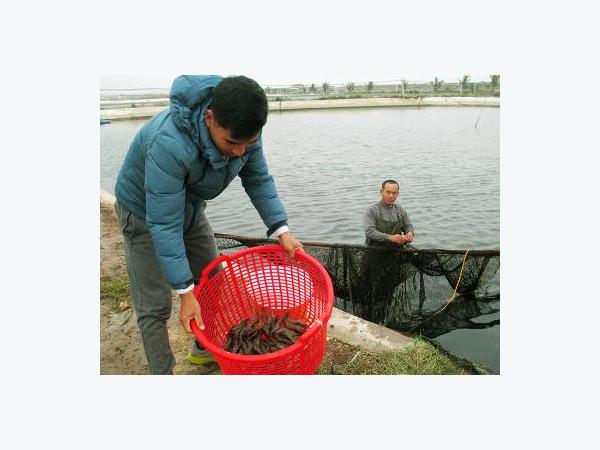Làm giàu từ nuôi tôm thẻ chân trắng