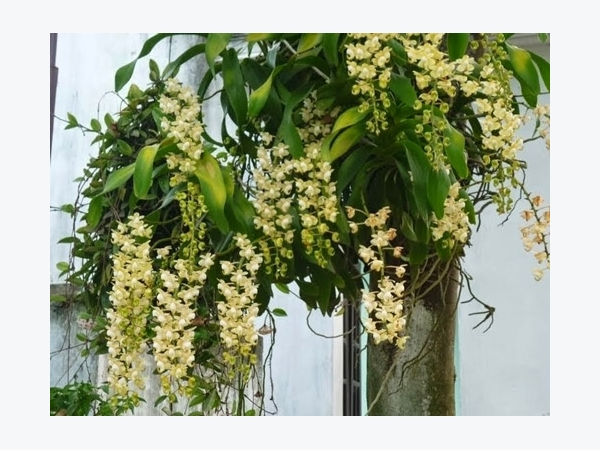 Kỹ thuật trồng hoa lan ghép gốc cây độc, lạ và đẹp bất ngờ