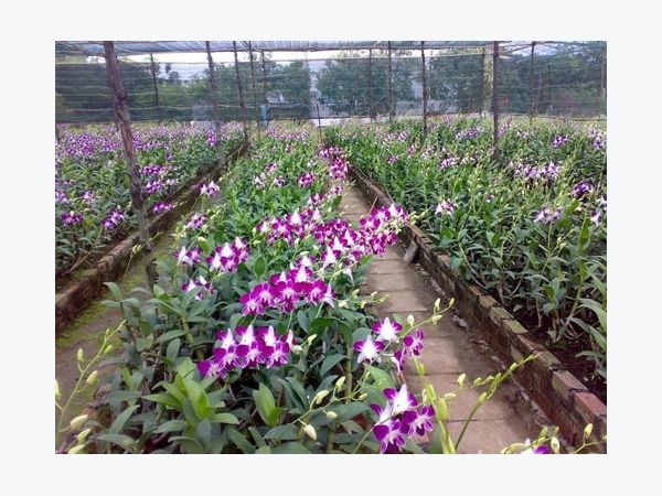 Kỹ thuật trồng lan cắt cành bằng cách chiết, giâm, ghép trên thân cây cực đơn giản