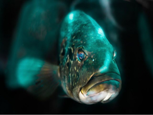 What is Grouper? Dishes with Grouper - An Tin Foods