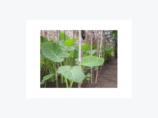 Trồng (Dọc Mùng) Bạc Hà Trúng Mùa