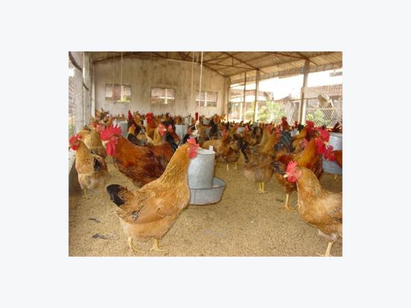 Gà Nội Có Cơ Hội