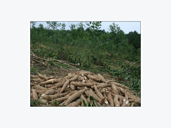 Khuyến Cáo Nông Dân Không Trồng Khoai Mì Bán Lá