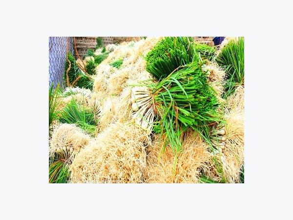 Nghề làm đẹp kiệu lá tất bật mùa Tết