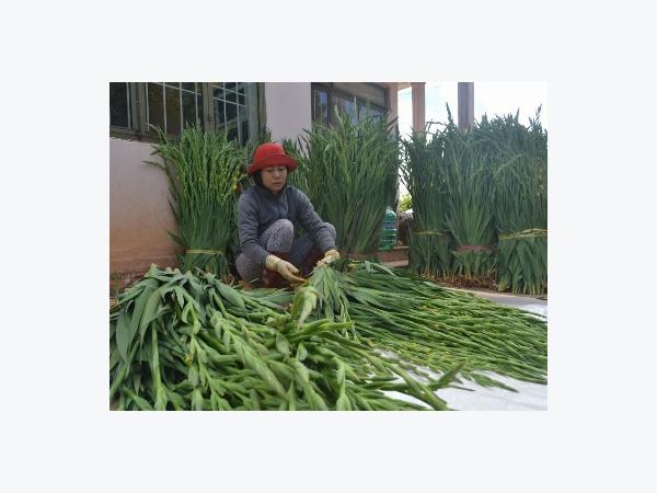 Nông dân Đà Lạt buồn vì hoa Tết tăng giá