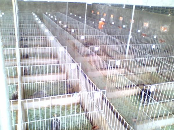 Tổng hợp 84+ về mô hình nuôi nhím thịt hay nhất